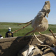 Illustration for article titled Are Spacecraft Killing Thousands of Antelopes In Kazakhstan?